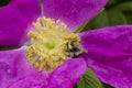 Bumble bee foraging on flower of wrinkled rose in Niantic, Connecticut