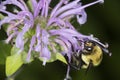 Bumble bee foraging on lavender flowers of bee balm, Connecticut Royalty Free Stock Photo