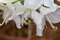 Bumble bee foraging for pollen on Azalea bloom