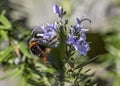 Bumble bee foraging on rosemary flowers