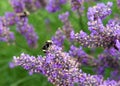 Bumble bee on french lavendar close up