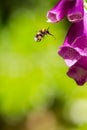 Bumble bee with full pollen sac and extended proboscis hovering Royalty Free Stock Photo