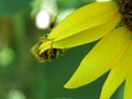 Bumble Bee hanging onto Sunflower petals