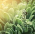 Bumble bee on garden flowers in the sunlight background, outdoor Royalty Free Stock Photo