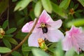 Bumble bee gathering nectar from azalea bush