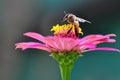 Bumble Bee Gathering Polen From Zinnia Royalty Free Stock Photo