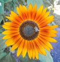 Bumble Bee gathering pollen from a Sunflower