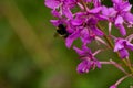 Bumble bee gathering pollen on a wild flower Royalty Free Stock Photo