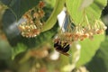 Bumble bee hanging on linden tree flowers Royalty Free Stock Photo
