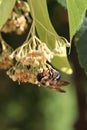Bumble bee hanging on linden tree flowers in sun Royalty Free Stock Photo