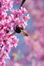 Bumble Bee Hangs Upside Down Pollinating Pink Blossom On Tree Royalty Free Stock Photo