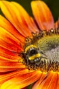 Bumble bee Harvesting a Sunflower Royalty Free Stock Photo