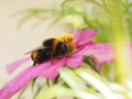 Bumble bee having a break