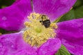 Bumble bee hovering over flower of wrinkled rose in Niantic, Connecticut Royalty Free Stock Photo