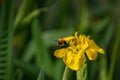 A bumble bee hovers and prepares to land on a buttercup to collect nectar