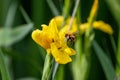 A bumble bee hovers and prepares to land on a buttercup to collect nectar