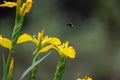 A bumble bee hovers and prepares to land on a buttercup to collect nectar