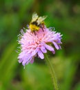 Bumble bee insect on flower Royalty Free Stock Photo