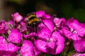 A bumble bee with its trunk collecting nectar on a carnation. A macro shot of the living insect Royalty Free Stock Photo