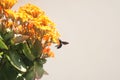 Bumble Bee on Kalanchoe Flower Orange Yellow Royalty Free Stock Photo