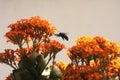 Bumble Bee on Kalanchoe Flower Orange Yellow Royalty Free Stock Photo