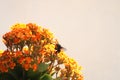 Bumble Bee on Kalanchoe Flower Orange Yellow Royalty Free Stock Photo