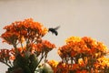 Bumble Bee on Kalanchoe Flower Orange Yellow Royalty Free Stock Photo