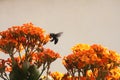 Bumble Bee on Kalanchoe Flower Orange Yellow Royalty Free Stock Photo