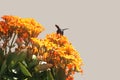 Bumble Bee on Kalanchoe Flower Royalty Free Stock Photo