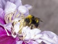 Bumble bee landing on a clematis flower