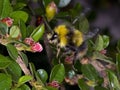 Bumble bee landing on Cotoneaster flower