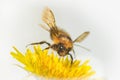 Bumble Bee landing on Dandelion Flower