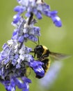 Bumble bee landing on a flower