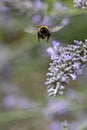 Bumble bee landing on lavendar with tongue out