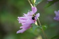 Bumble bee landing on Rose of Sharon Royalty Free Stock Photo