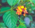 Bumble bee on lantana camera flower for honey collection
