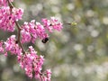 Bumble Bee Latched onto a Dark Pink Eastern Redbud Blossom Royalty Free Stock Photo