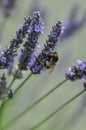 Bumble Bee on Lavendar