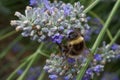Bumble bee on lavendar flowers