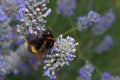 Bumble bee on lavendar flowers