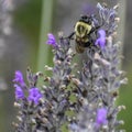 Bumble Bee on Lavender Blossoms Royalty Free Stock Photo