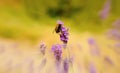 Bumble bee on lavender with blurred surround.