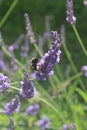 Bumble Bee & Lavender Royalty Free Stock Photo