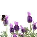 Bumble Bee and Lavender Flowers