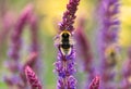 Bumble bee on lavender flowers