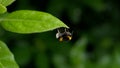 Bumble bee on a leaf. Smooth bokeh background.