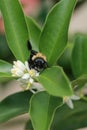 Bumble bee on lime blossom Royalty Free Stock Photo