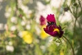 Bumble bee loaded with pollen pollinates purple flower Royalty Free Stock Photo