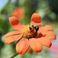 Bumble Bee on Mexican Sunflower Royalty Free Stock Photo