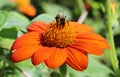 Bumble Bee on Mexican Sunflower Royalty Free Stock Photo